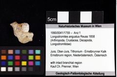 Foto (Objket + Etiketten) von ? Magila sp. 
